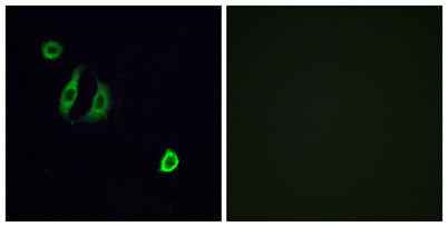 Olfactory receptor 4F6 rabbit pAb