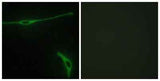Laminin α-2 rabbit pAb