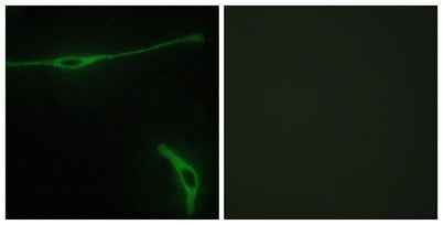 Laminin α-2 rabbit pAb