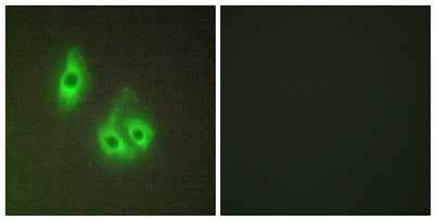 Laminin α-3 rabbit pAb