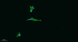 Laminin α-5 rabbit pAb