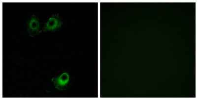 Olfactory receptor 11L1 rabbit pAb