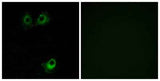 Olfactory receptor 11L1 rabbit pAb