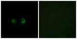 Olfactory receptor 2AK2 rabbit pAb
