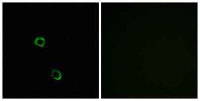 Olfactory receptor 2M2 rabbit pAb