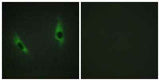 Laminin β-3 rabbit pAb
