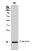 Galectin-1 rabbit pAb
