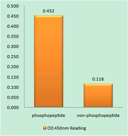 Lamin A/C (phospho Ser392) rabbit pAb