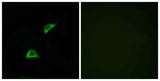 Olfactory receptor 51A4 rabbit pAb