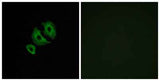 Olfactory receptor 10J6 rabbit pAb