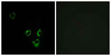 Olfactory receptor 2T5/2T29 rabbit pAb