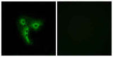 Olfactory receptor 4A4/47 rabbit pAb
