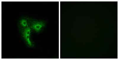 Olfactory receptor 4A4/47 rabbit pAb