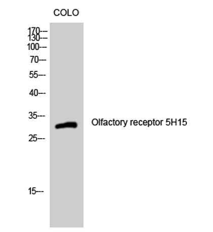 Olfactory receptor 5H15 rabbit pAb
