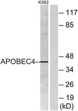 APOBEC4 rabbit pAb