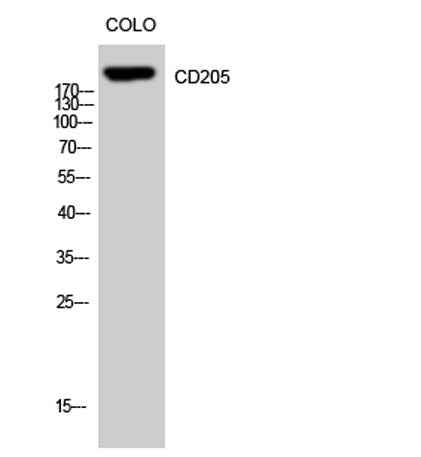 CD205 rabbit pAb