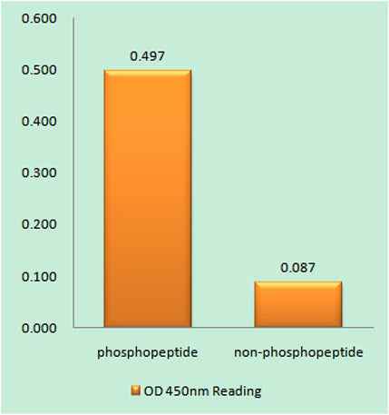 Smad2 (phospho Ser250) rabbit pAb