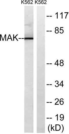 MAK rabbit pAb