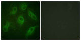 MAP-4 rabbit pAb