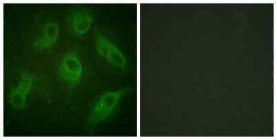 MAP-4 rabbit pAb