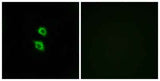 Arylsulfatase D rabbit pAb