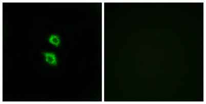 Arylsulfatase D rabbit pAb