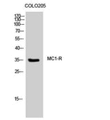 MC1-R rabbit pAb