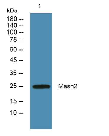 Mash2 rabbit pAb