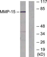 MMP-15 rabbit pAb