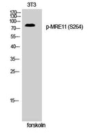 MRE11 (phospho Ser264) rabbit pAb