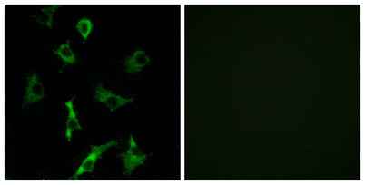 Olfactory receptor 5B3 rabbit pAb