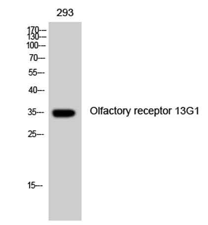 Olfactory receptor 13G1 rabbit pAb