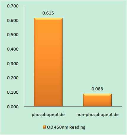 Nibrin (phospho Ser278) rabbit pAb
