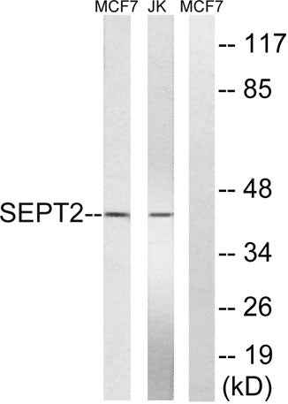 Septin 2 rabbit pAb