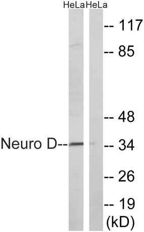 Neuro D rabbit pAb