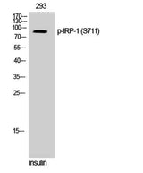 IRP-1 (phospho Ser711) rabbit pAb