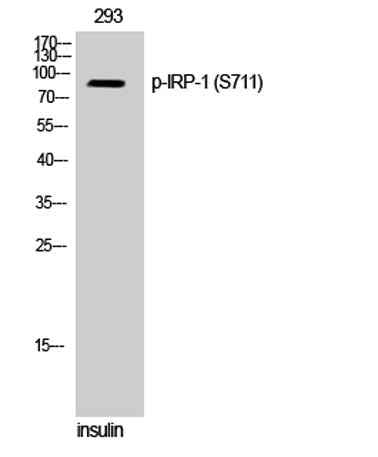 IRP-1 (phospho Ser711) rabbit pAb