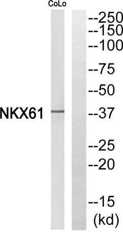 Nkx-6.1 rabbit pAb