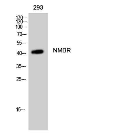 NMBR rabbit pAb