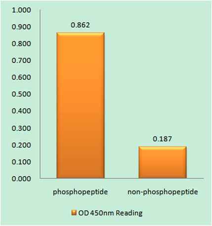 NOS1 (phospho Ser852) rabbit pAb