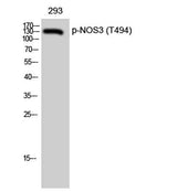 eNOS (phospho Thr494) rabbit pAb