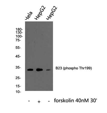 B23 (phospho Thr199) rabbit pAb
