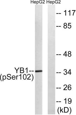 YB-1 (phospho Ser102) rabbit pAb