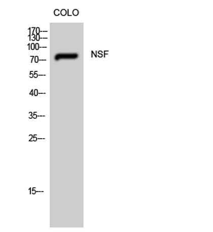 NSF rabbit pAb