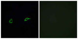 Olfactory receptor 2C1 rabbit pAb