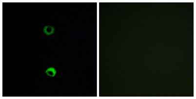 Olfactory receptor 3A2 rabbit pAb