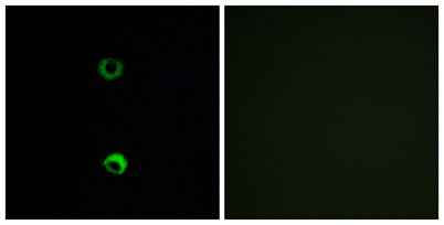 Olfactory receptor 3A2 rabbit pAb