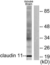 Claudin-11 rabbit pAb 50µL/100µL