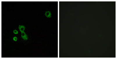 T2R7 rabbit pAb 50µL/100µL
