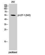 LEF-1 (phospho Ser42) rabbit pAb